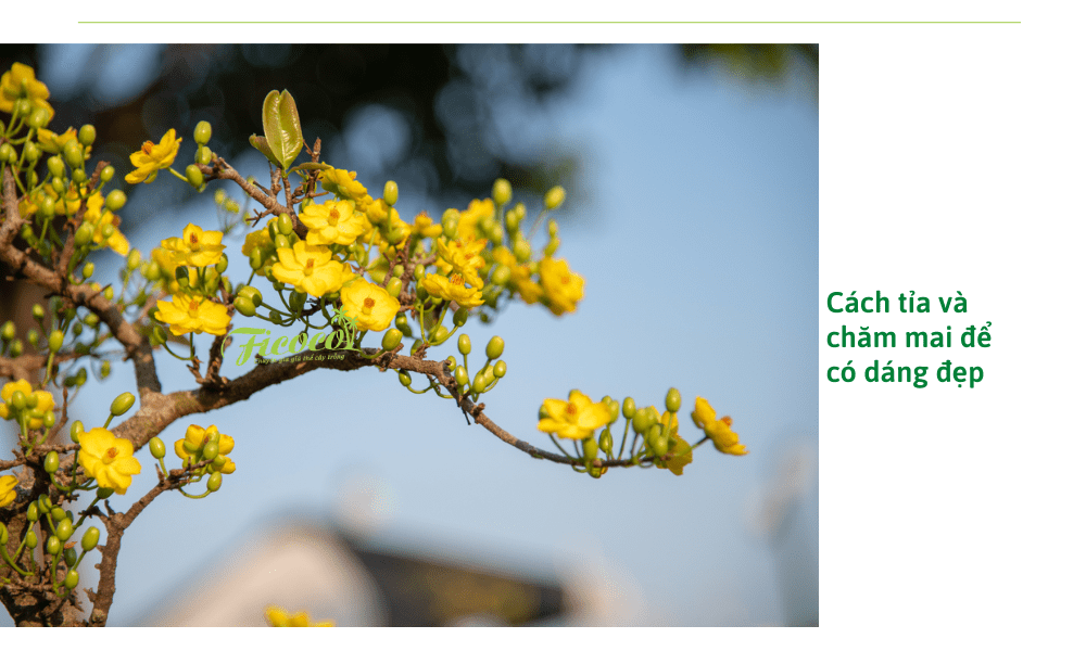 cach-tia-mai-va-cham-soc-mai