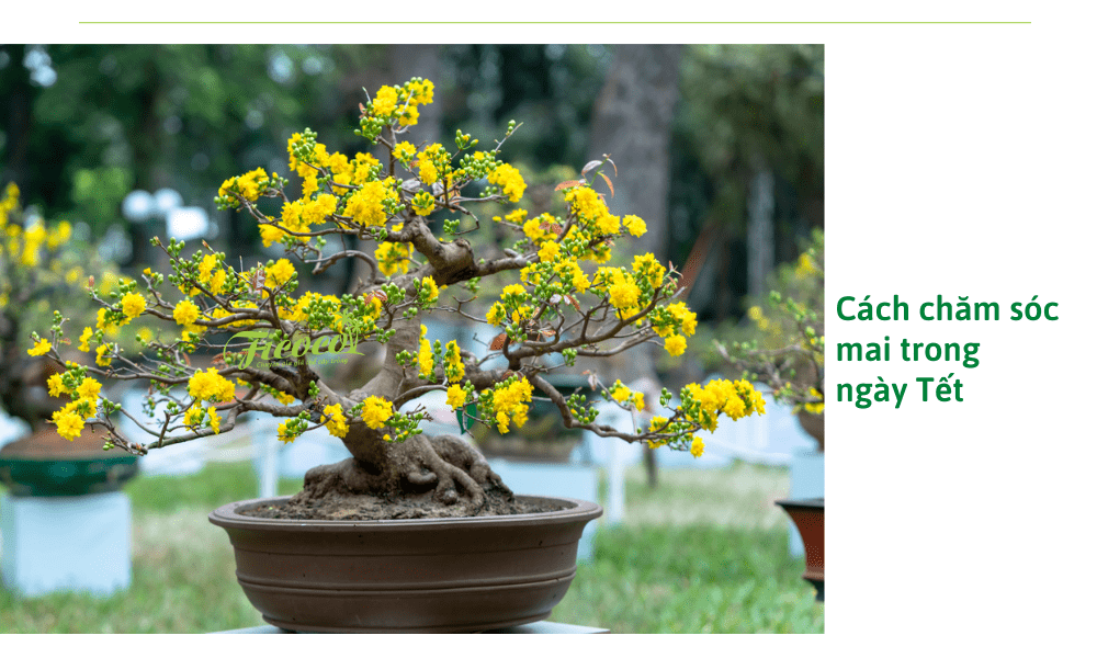 cach-cham-soc-mai-trong-ngay-tet