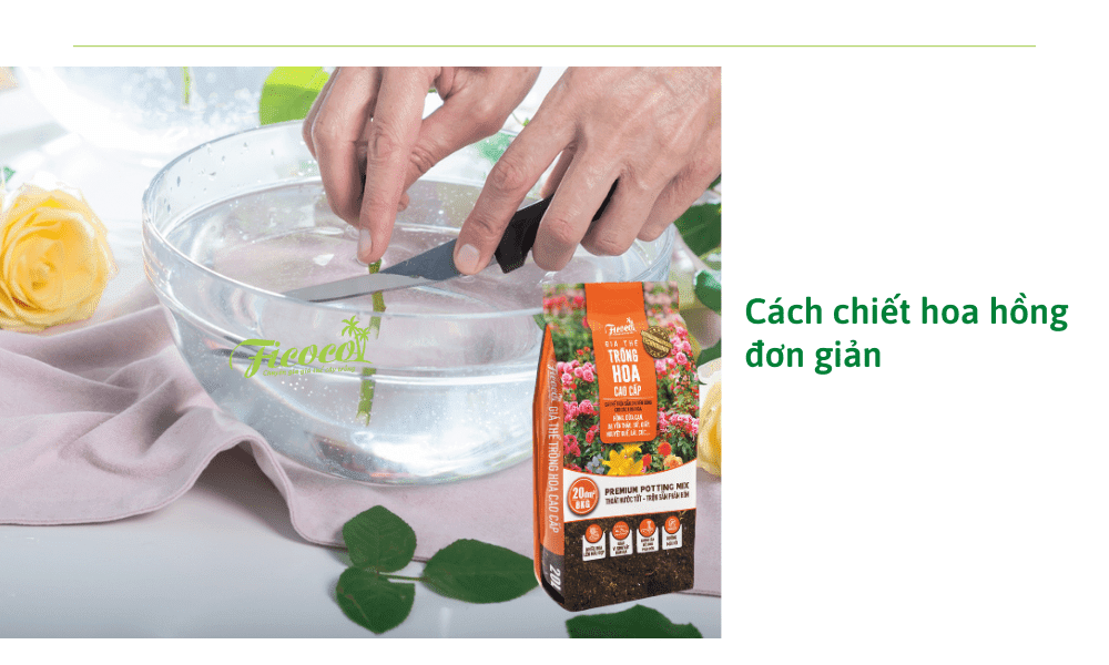 cach-chiet-hoa-hong-don-gian