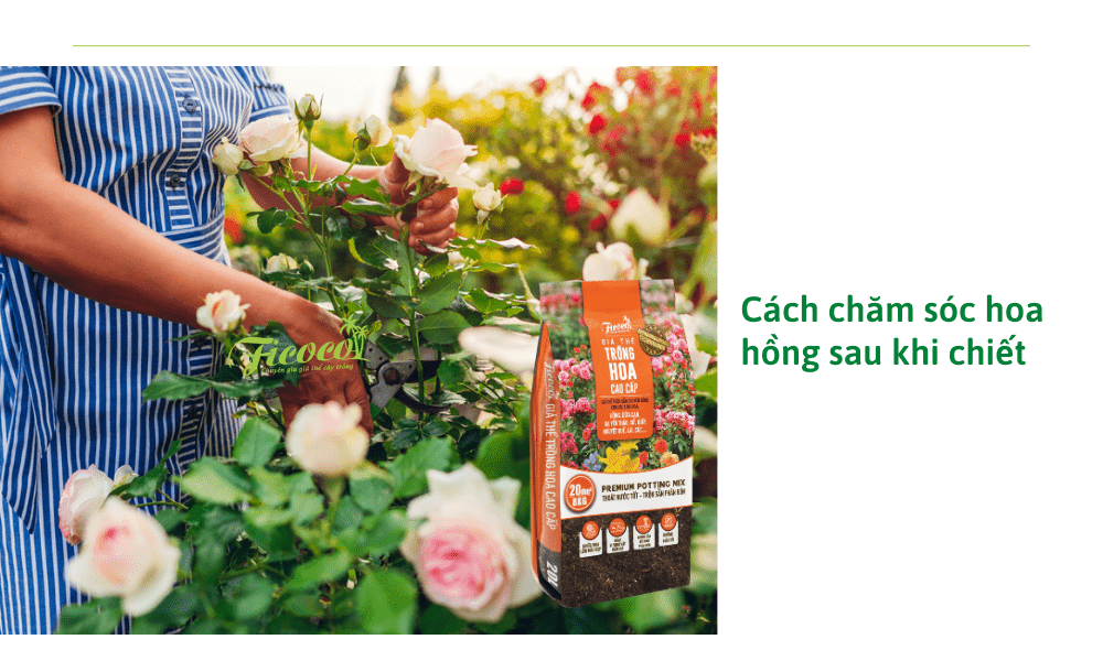 cach-cham-soc-hoa-hong-sau-khi-chiet