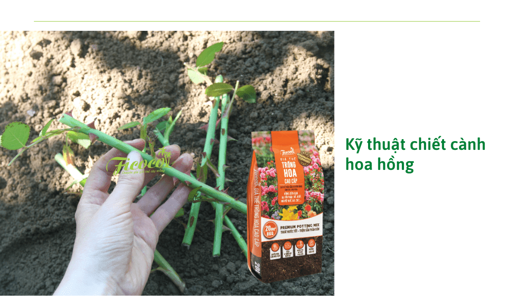 ky-thuat-chiet-canh-hoa-hong-la-gi