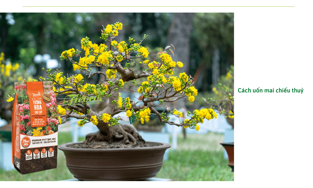 cach-uon-mai-chieu-thuy