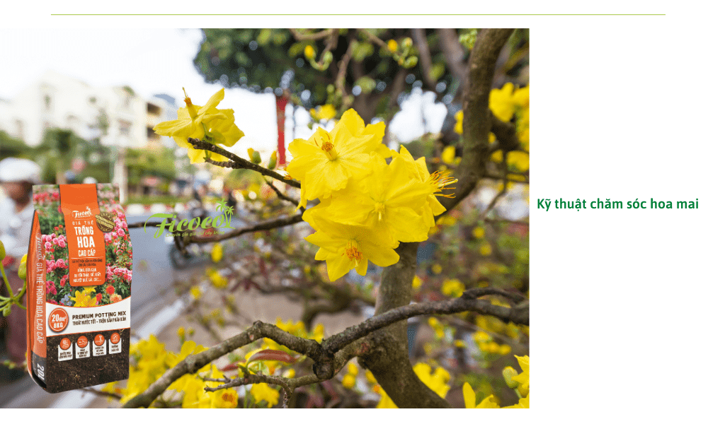 cham-soc-hoa-mai