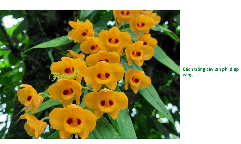 cach-trong-lan-phi-diep-vang