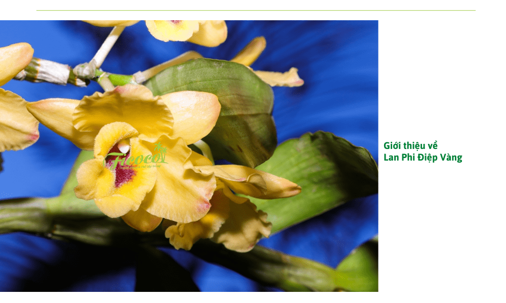 gioi-thieu-lan-phi-diep-vang