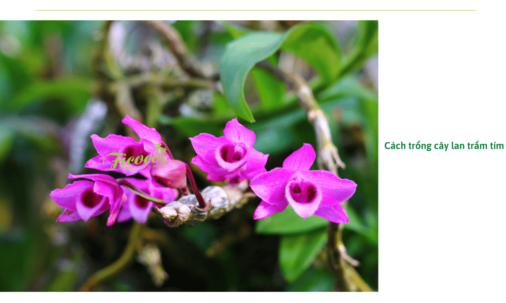 cach-trong-lan-tram-tim