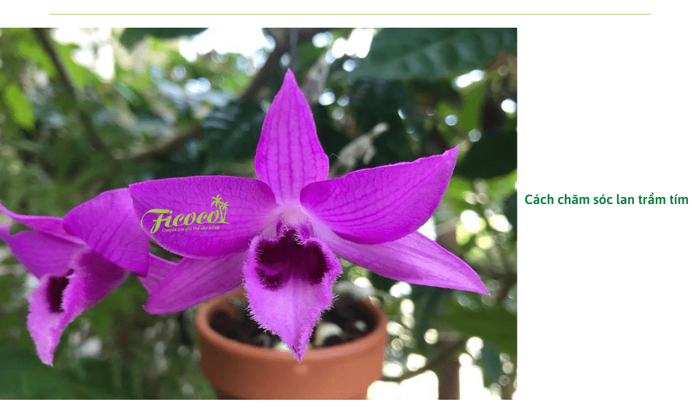 cach-cham-soc-lan-tram-tim