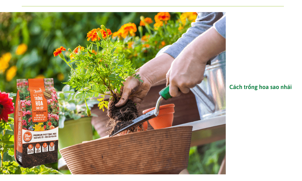 cach-trong-hoa-sao-nhai