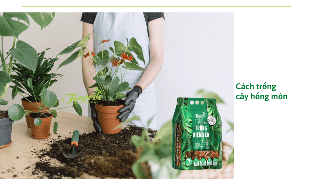 cach-trong-cay-hong-mon