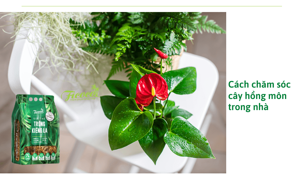 cach-cham-soc-cay-hong-mon