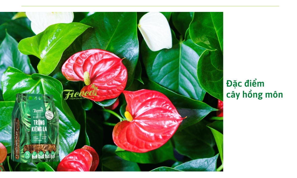 dac-diem-cay-hong-mon