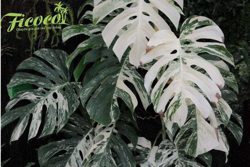 monstera-albo