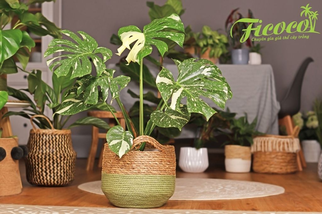 monstera-thai-constellation