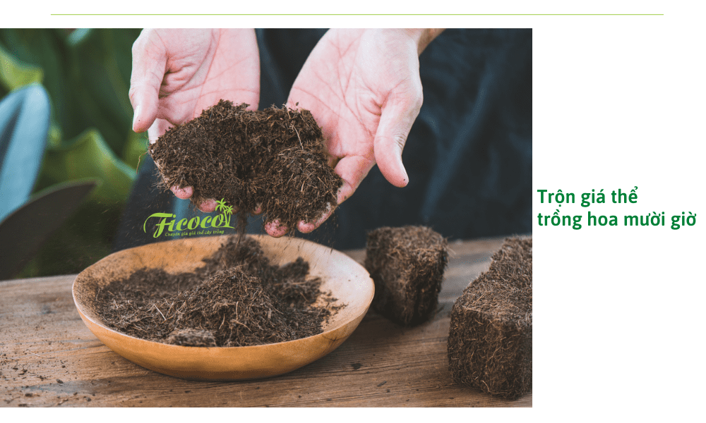 tron-gia-the-trong-hoa-muoi-gio