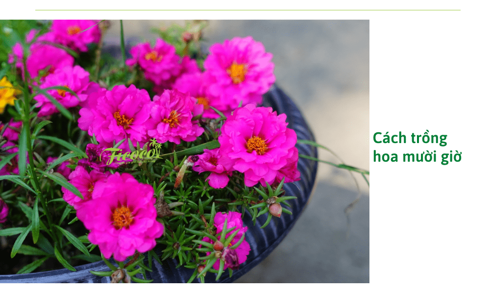 cach-trong-hoa-muoi-gio