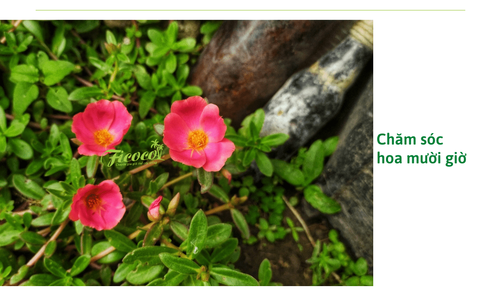 cham-soc-hoa-muoi-gio