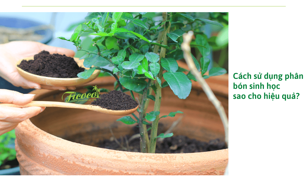 cach-su-dung-phan-bon-sinh-hoc