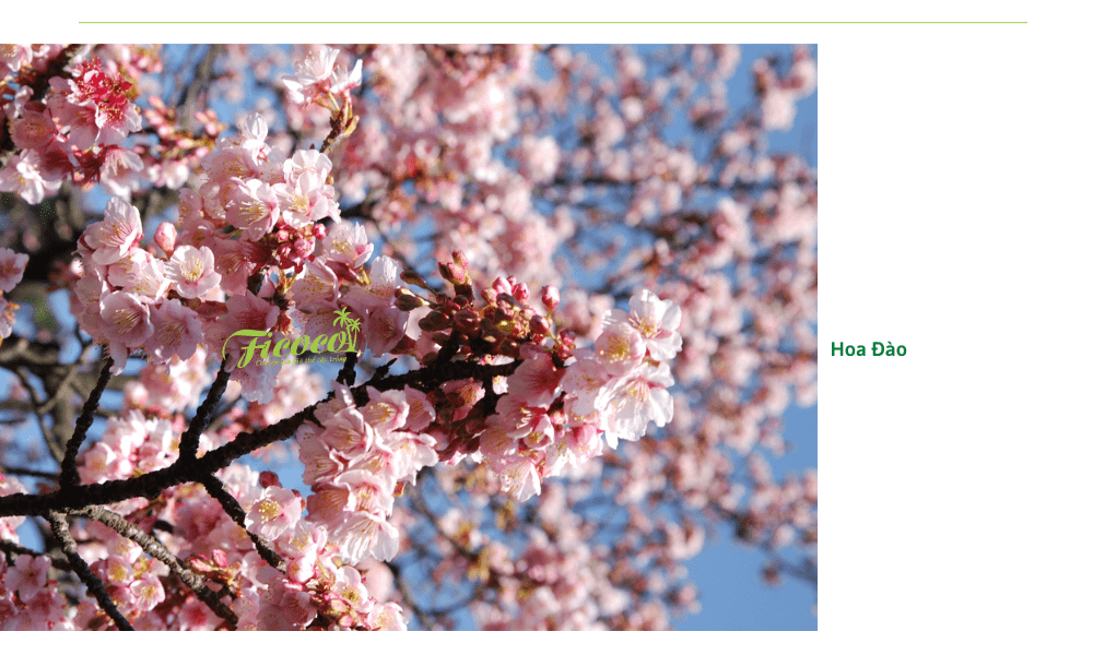 hoa-dao