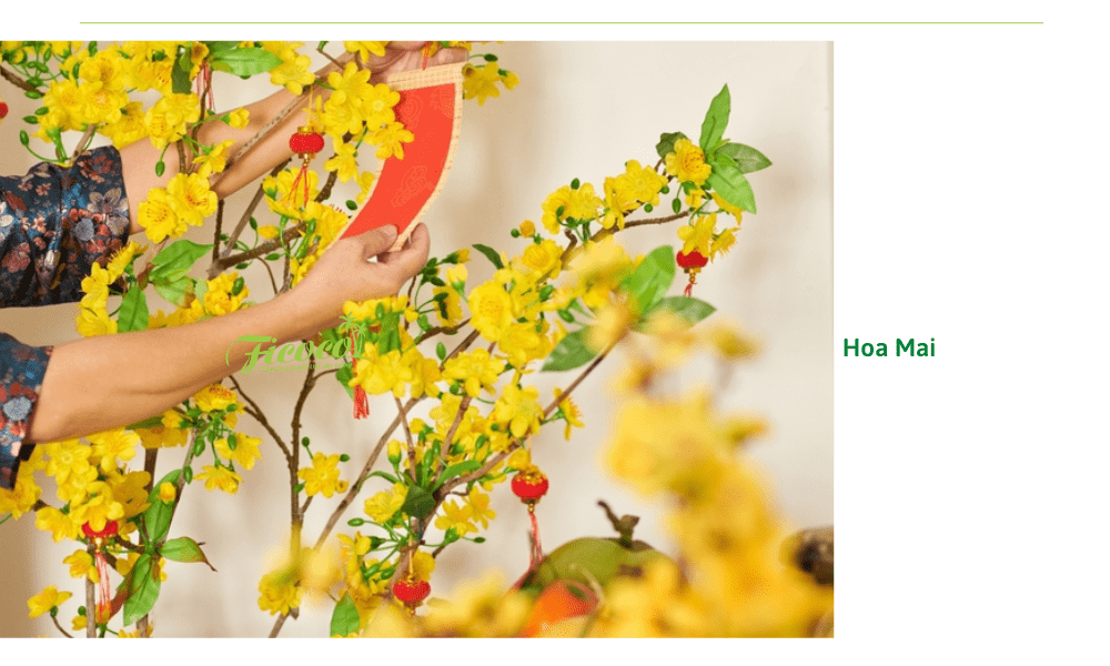 hoa-mai