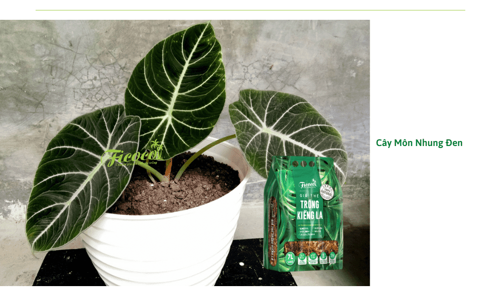cay-mon-nhung-den