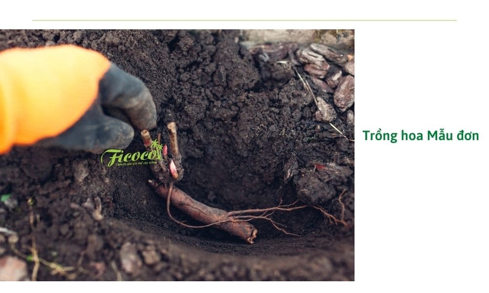 trong-hoa-mau-don-bang-goc