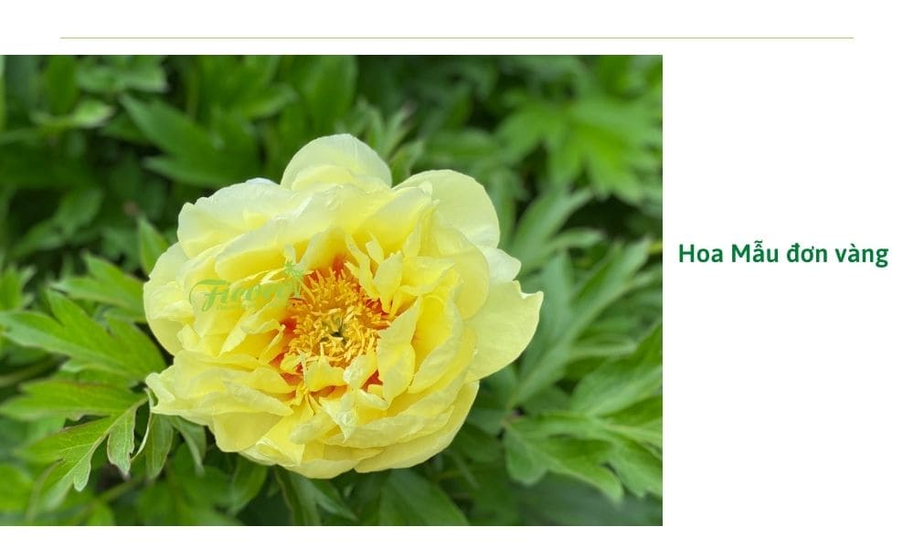 hoa-mau-don-vang