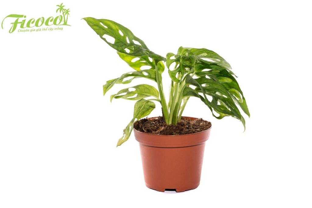 trong-monstera-3