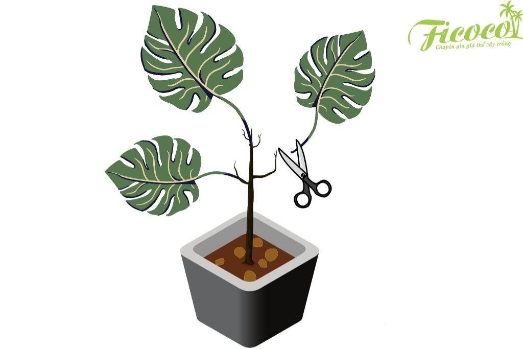 trong-monstera-4-87590d57-9841-4d45-9eef-998a084cb110