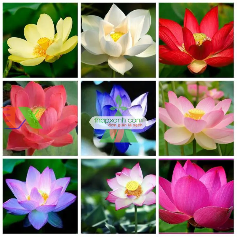 Hạt sen mini sau 2 ngày ngâm nước bắt đầu nứt vỏ