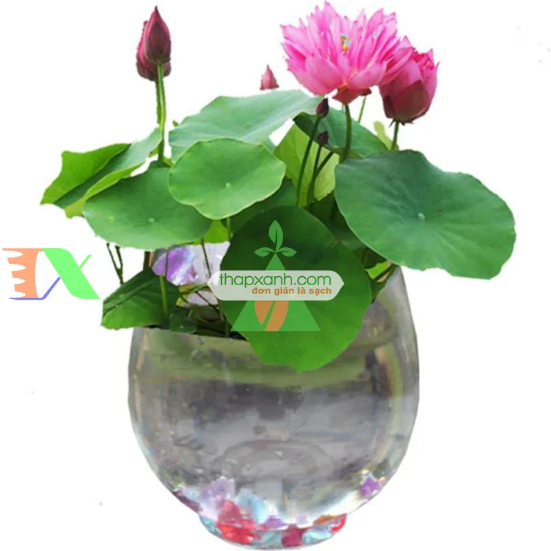 Sen mini phát triển lá non sau 1 tuần ngâm nước