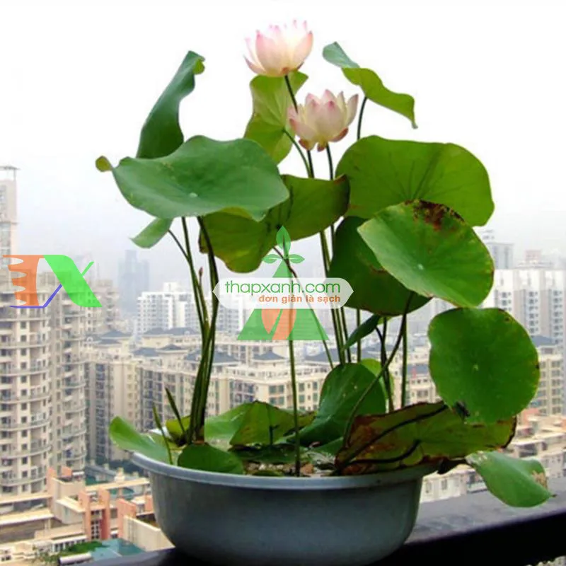 Sen mini Nhật Bản có thể trồng quanh năm ở vùng nhiệt đới