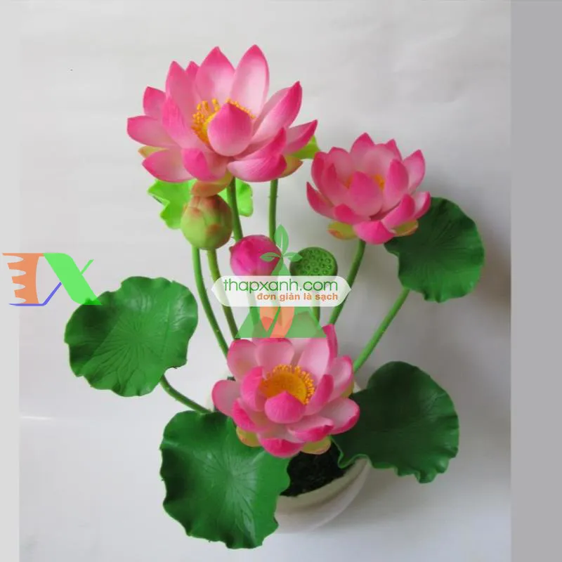 Sen mini nở hoa sau 3 tháng trồng trong điều kiện nhiệt độ ổn định