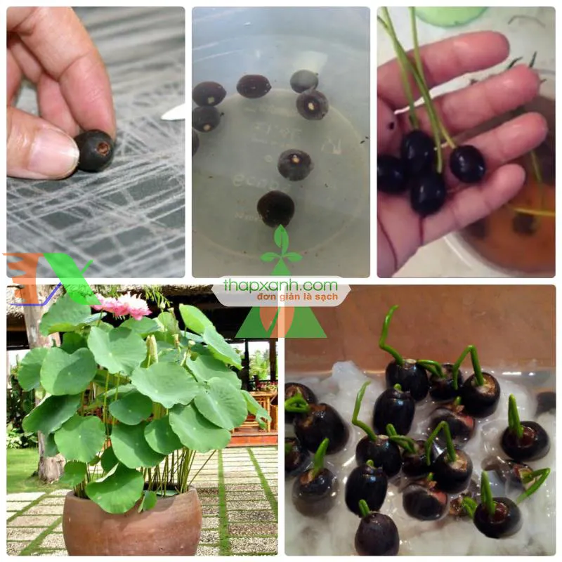 Sen mini Nhật Bản thích hợp trồng bonsai thủy sinh trong nhà