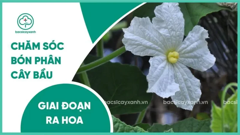 Cách Chăm Sóc Cây Bầu Hiệu Quả Giai Đoạn Nuôi Trái