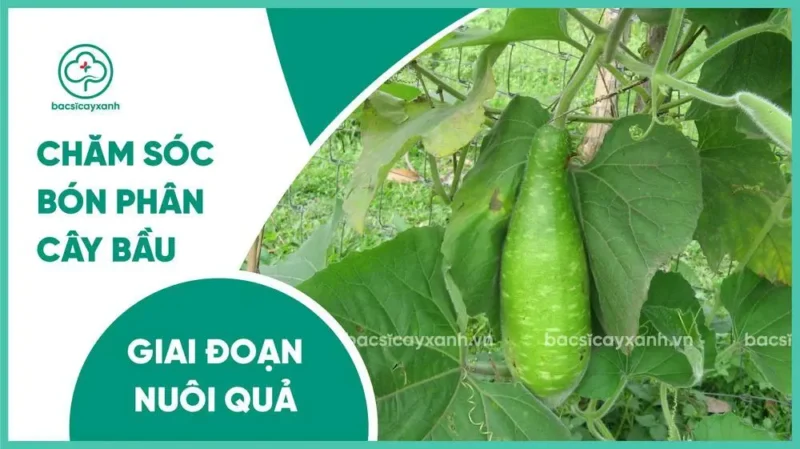 Cách Chăm Sóc Cây Bầu Hiệu Quả Giai Đoạn Nuôi Trái