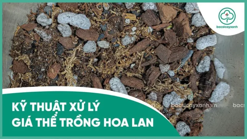 Xử Lý Giá Thể Xơ Dừa Đúng Kỹ Thuật Giúp Cây Trồng Phát Triển Khỏe Mạnh