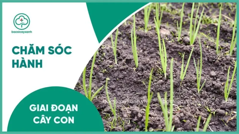 Cách Chăm Sóc Cây Hành Lá: Hướng Dẫn Chi Tiết Từ Giai Đoạn Con Đến Thu Hoạch