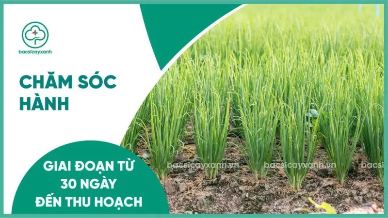 Cách Chăm Sóc Cây Hành Lá: Hướng Dẫn Chi Tiết Từ Giai Đoạn Con Đến Thu Hoạch