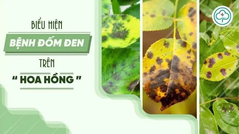 Bệnh Vàng Lá Đốm Đen Trên Cây Hoa Hồng: Nguyên Nhân, Dấu Hiệu và Cách Xử Lý Hiệu Quả
