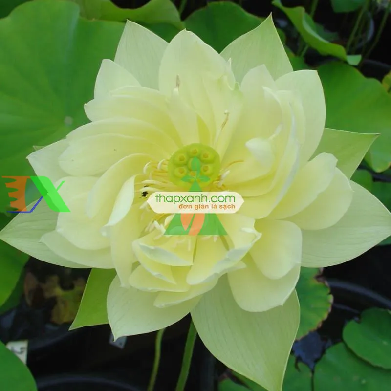 Hạt giống hoa sen mini Nhật Bản đóng gói 5 hạt 5 màu