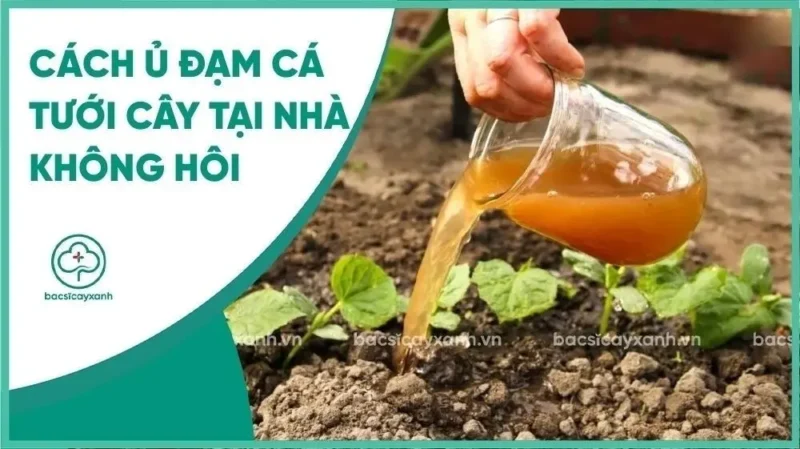 Cách Trồng Cây Đậu Đen Cho Năng Suất Vượt Trội Tại Nhà