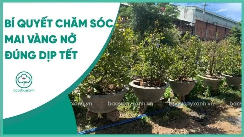 Bí Quyết Chăm Sóc Cây Hoa Mai Trước Tết Giúp Hoa Nở Đúng Dịp