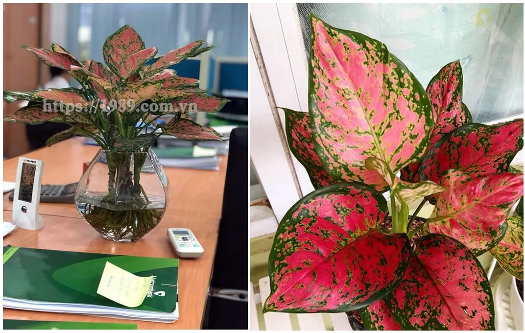 Cây Vạn Lộc Thủy canh của 1989 JSC