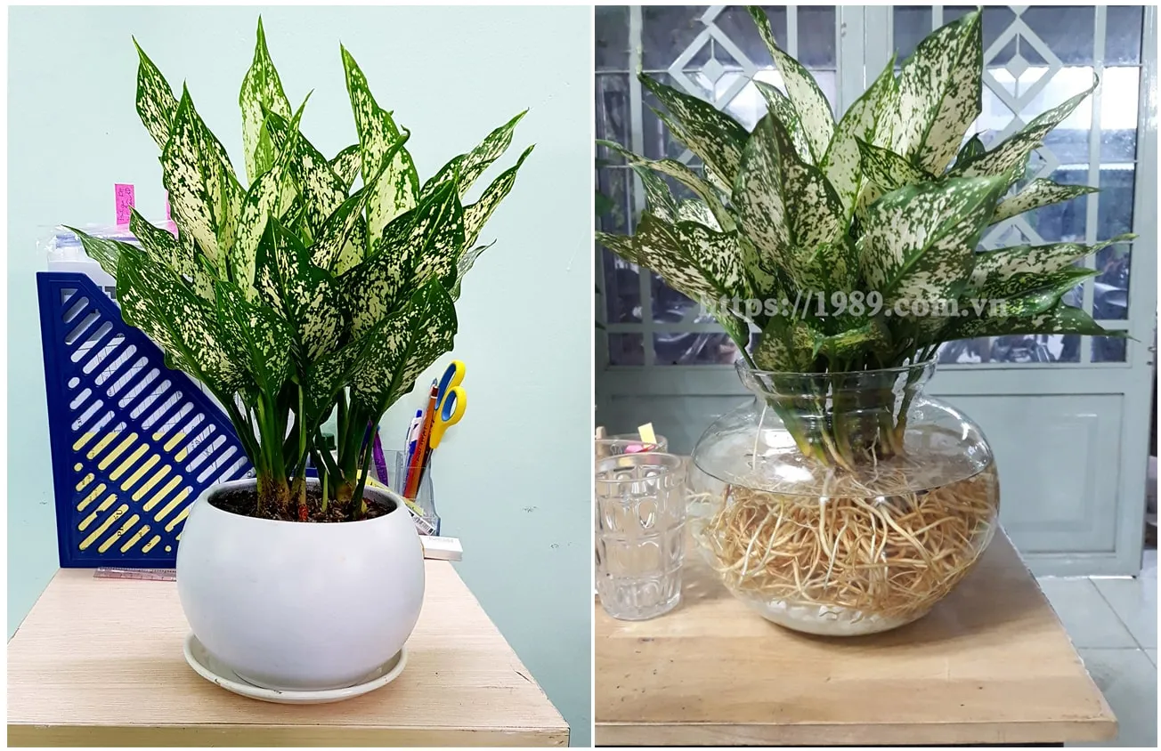 Cây Ngọc Ngân Thủy canh của 1989 JSC