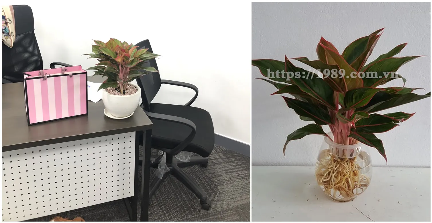 Cây Phụ Quý Thủy canh của 1989 JSC