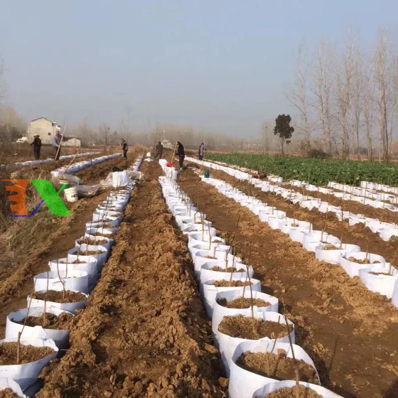 Các kích thước túi vải địa đa dạng phục vụ mọi nhu cầu trồng trọt