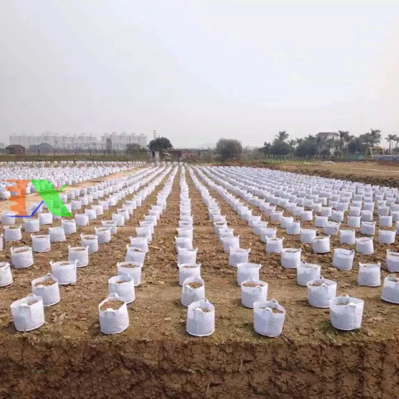 Ứng dụng túi vải trong mô hình tưới nhỏ giọt bán thủy canh chuyên nghiệp