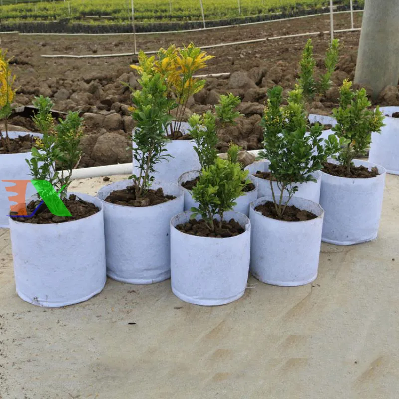 Túi vải địa trắng giúp phản xạ nhiệt và giữ mát cho bộ rễ cây dưa