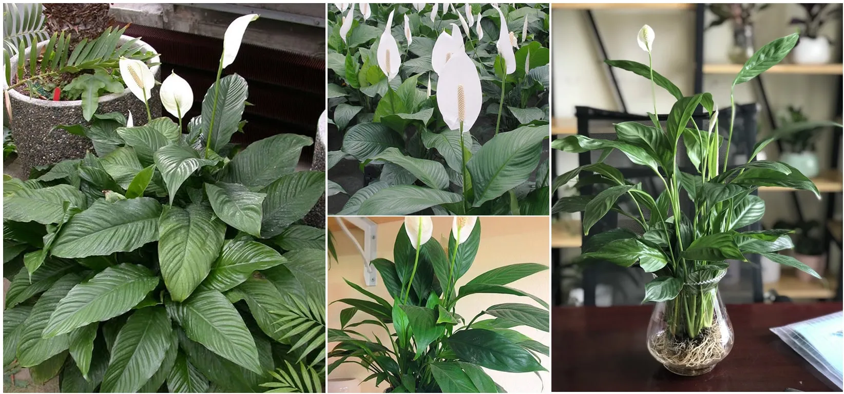 Cây Lan Ý Thủy canh của 1989 JSC