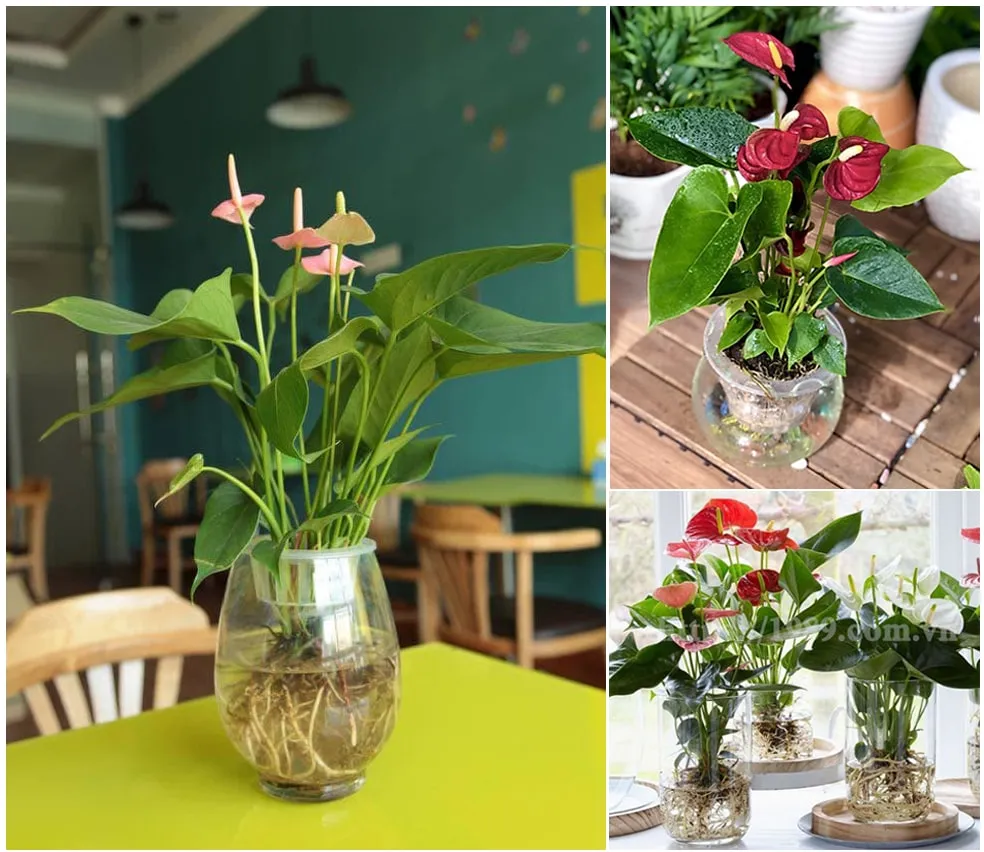 Cây Hồng Môn Thủy canh của 1989 JSC